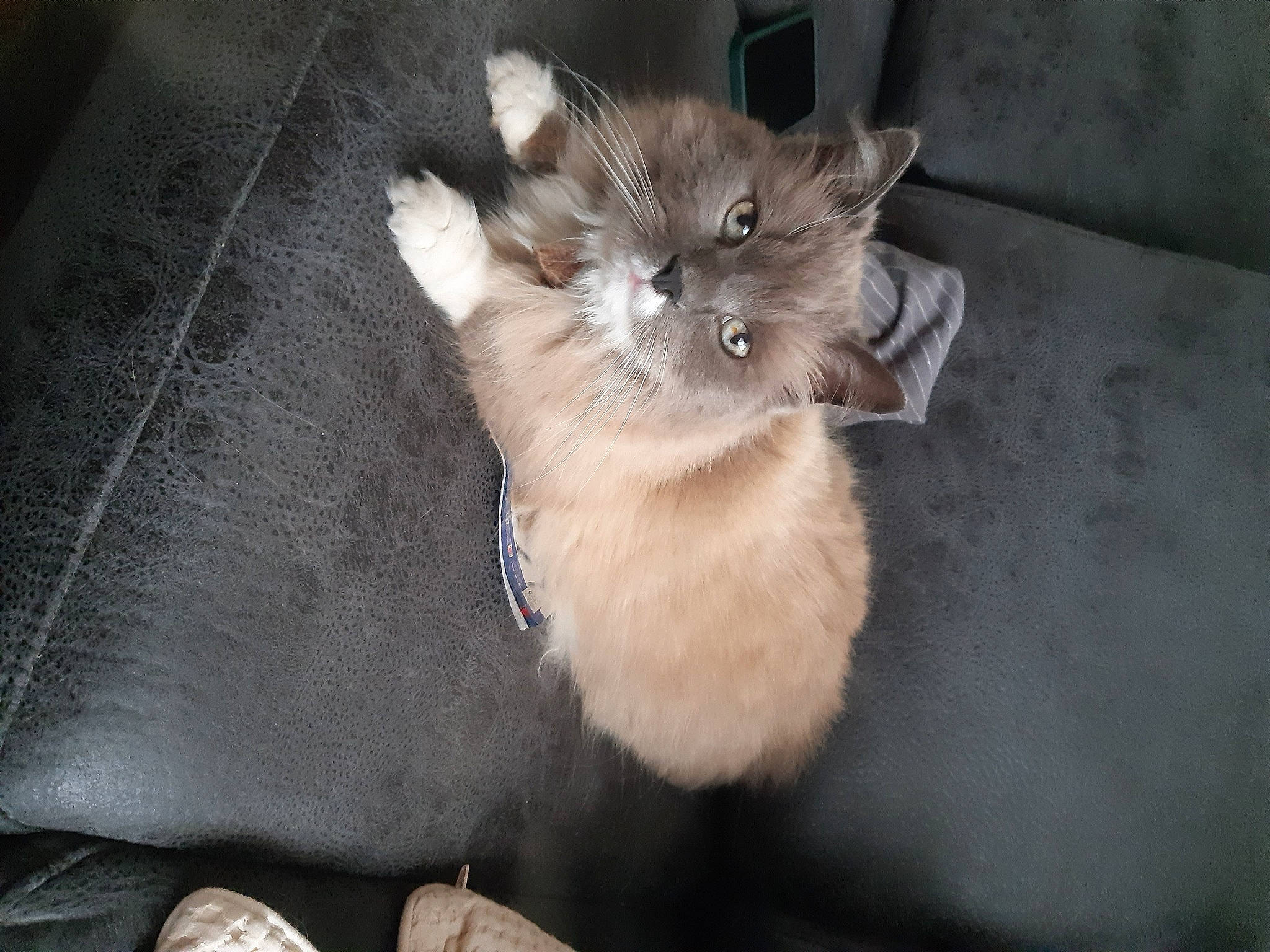 Clochette a rejoint le concours — aidez-le/la à gagner de superbes lots ! canidae, carnivore, cat, claw, companion_dog, dog_breed, domestic_short_haired_cat, fawn, felidae, foot, fur, paw, sandal, small_to_medium_sized_cats, snout, tail, terrestrial_animal, whiskers, wildlife