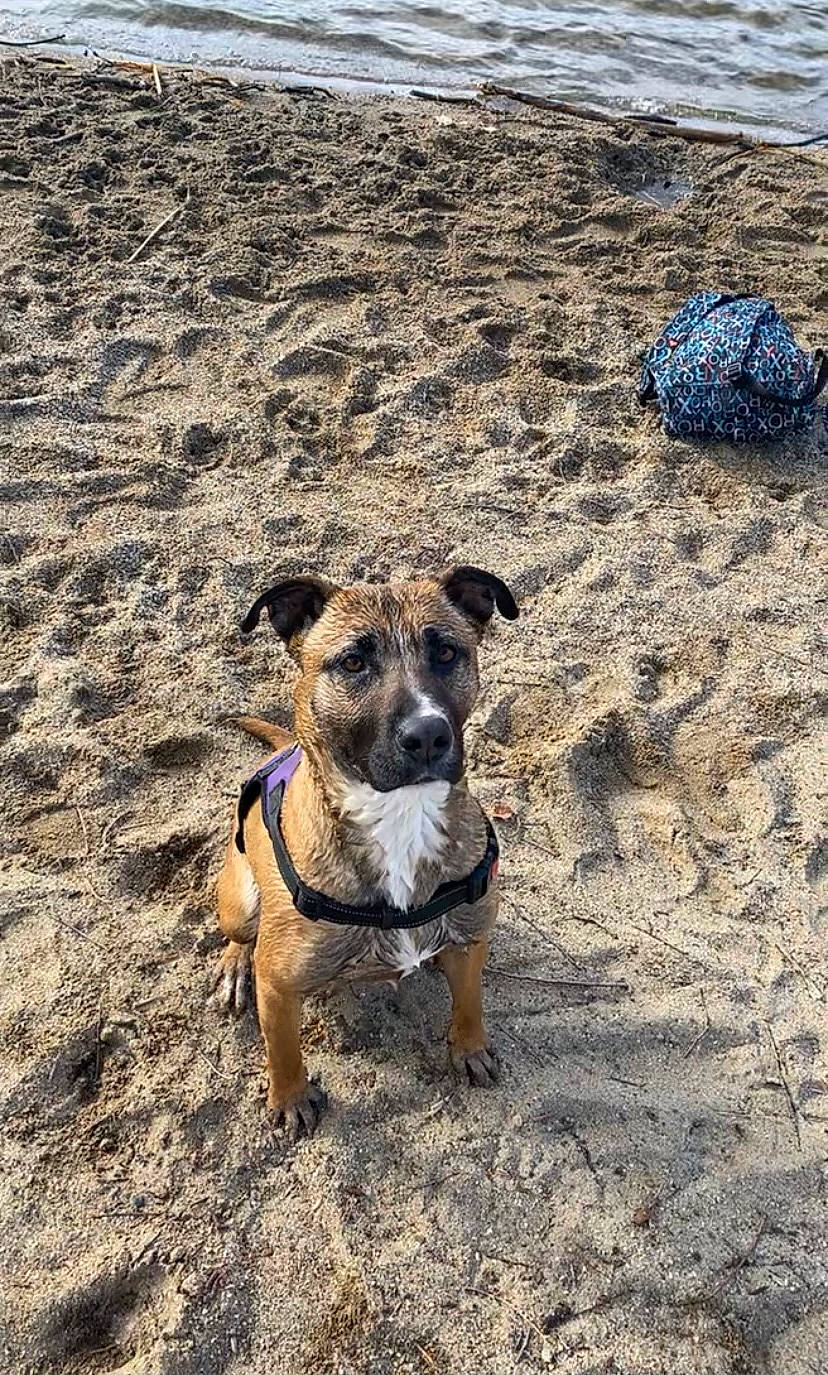 Chichie participe au concours pour gagner de l'argent avec cette photo : australian_cattle_dog, beach, canidae, carnivore, coast, companion_dog, dog, dog_breed, fawn, landscape, leash, pet_supply, rock, sand, soil, sporting_group, street_dog, terrier, water, working_animal