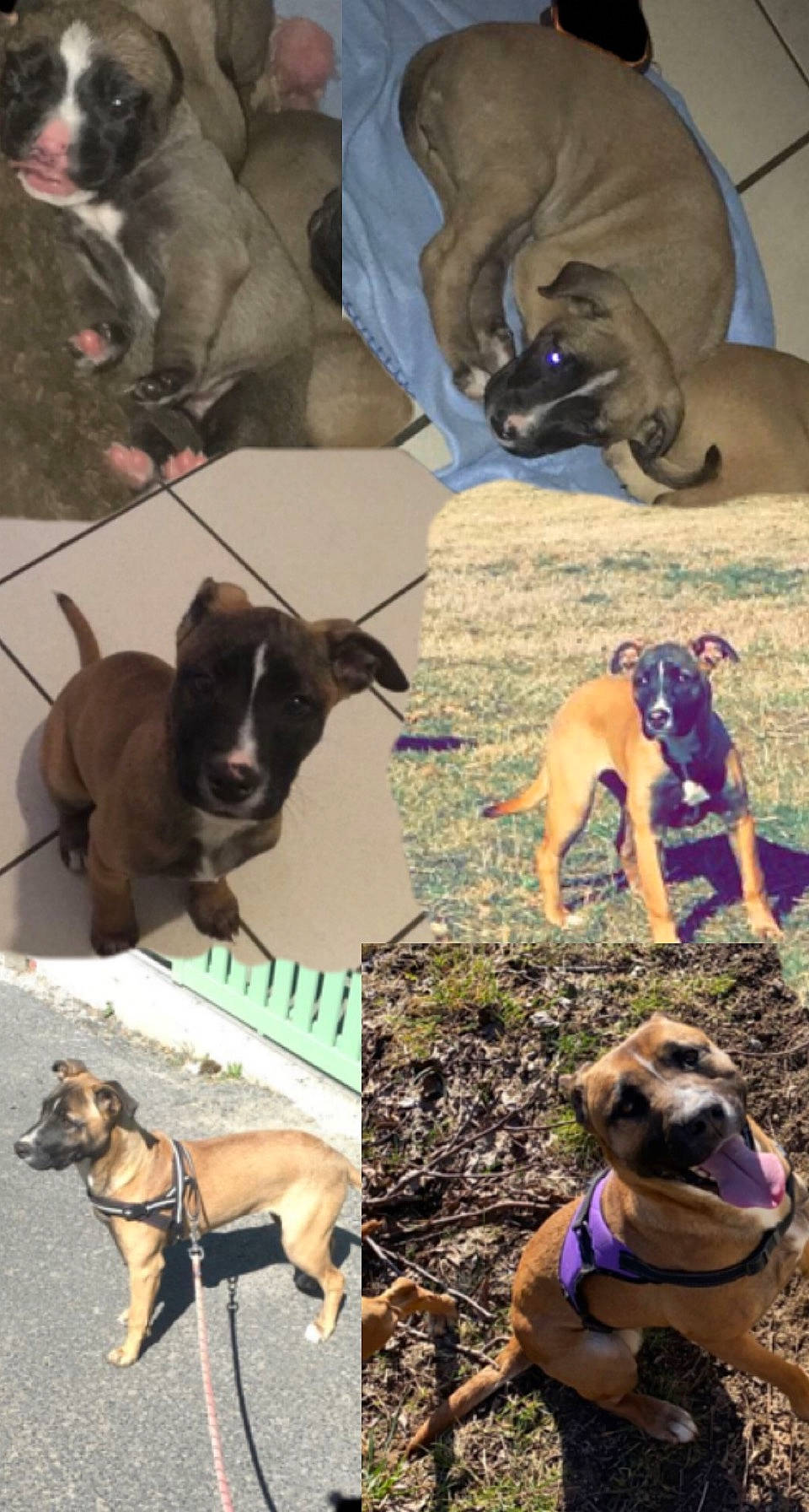 Chichie a rejoint le concours — aidez-le/la à gagner de superbes lots ! art, canidae, carnivore, cat, collage, collar, companion_dog, dog, dog_breed, dog_collar, dog_supply, fawn, felidae, hat, mammal, pet_supply, sporting_group, vertebrate, wildlife, working_animal