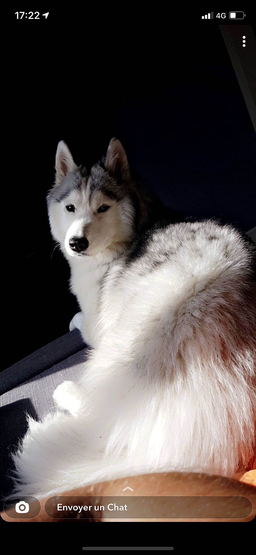 Lexie a rejoint le concours — aidez-le/la à gagner de superbes lots ! ancient_dog_breeds, carnivore, companion_dog, dog, dog_breed, fur, plant, small_to_medium_sized_cats, snout, tail, terrestrial_animal, whiskers, wildlife, working_animal, working_dog