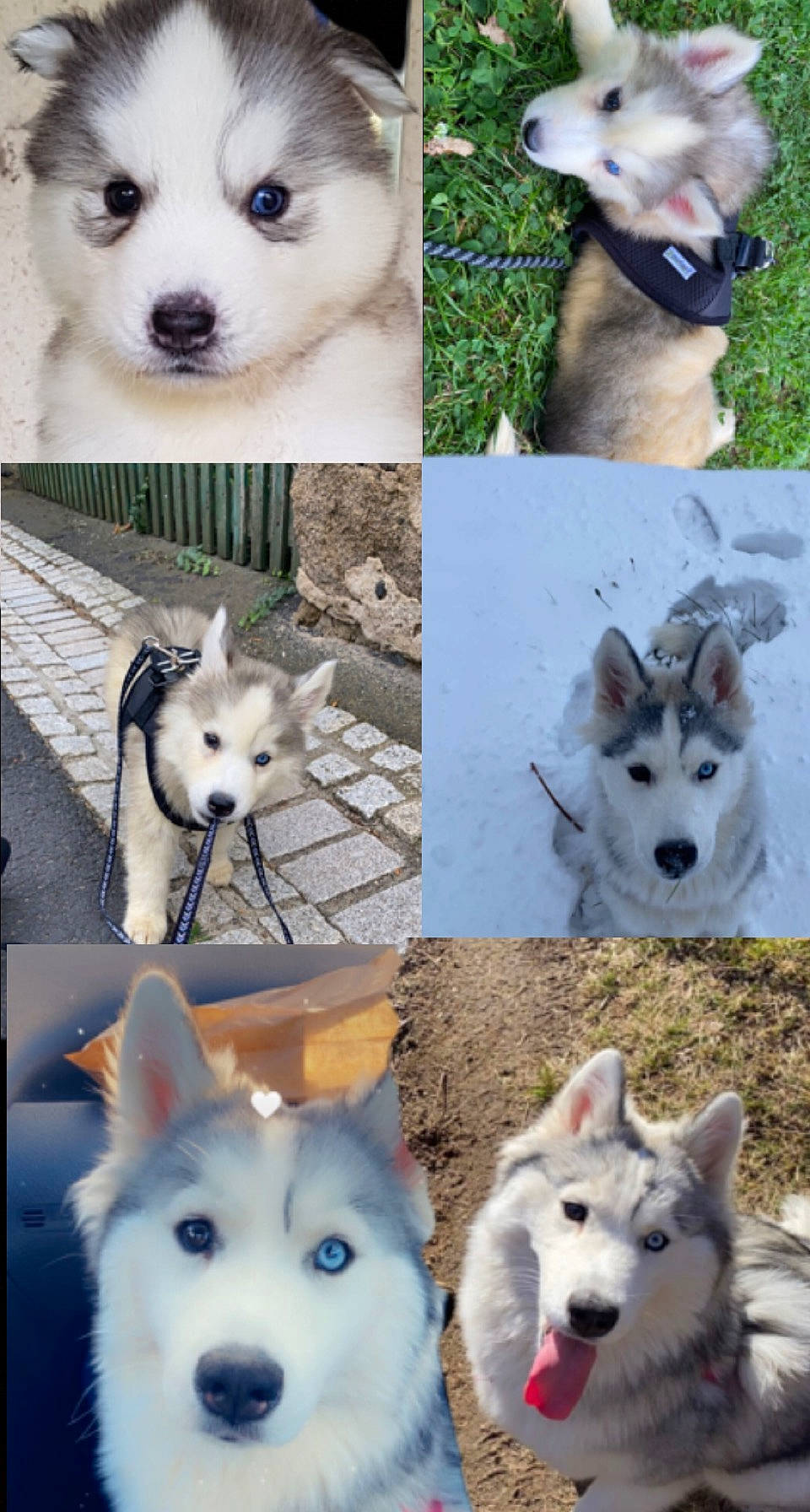 Lexie a rejoint le concours — aidez-le/la à gagner de superbes lots ! art, blue, carnivore, collage, companion_dog, dog, dog_breed, electric_blue, eyelash, fur, jaw, mammal, pet_supply, photo_caption, photograph, snapshot, snout, vertebrate, water, white