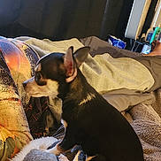 Bear is registered to the contest to win money with this photo: animal, bed, black_and_white, blanket, chihuahua, comfort, cozy, curtain, dog, domestic, ears, fabric, furry, home, indoor, pet, relaxation, resting, small_dog, tail