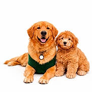 Koda And Liam is registered to the contest to win money with this photo: dog, golden_retriever, puppy, pet, animal, canine, fur, cute, smiling, sitting, studio, white_background, domestic_animal, mammal, friendship, companions, playful, adorable, fluffy, green_harness