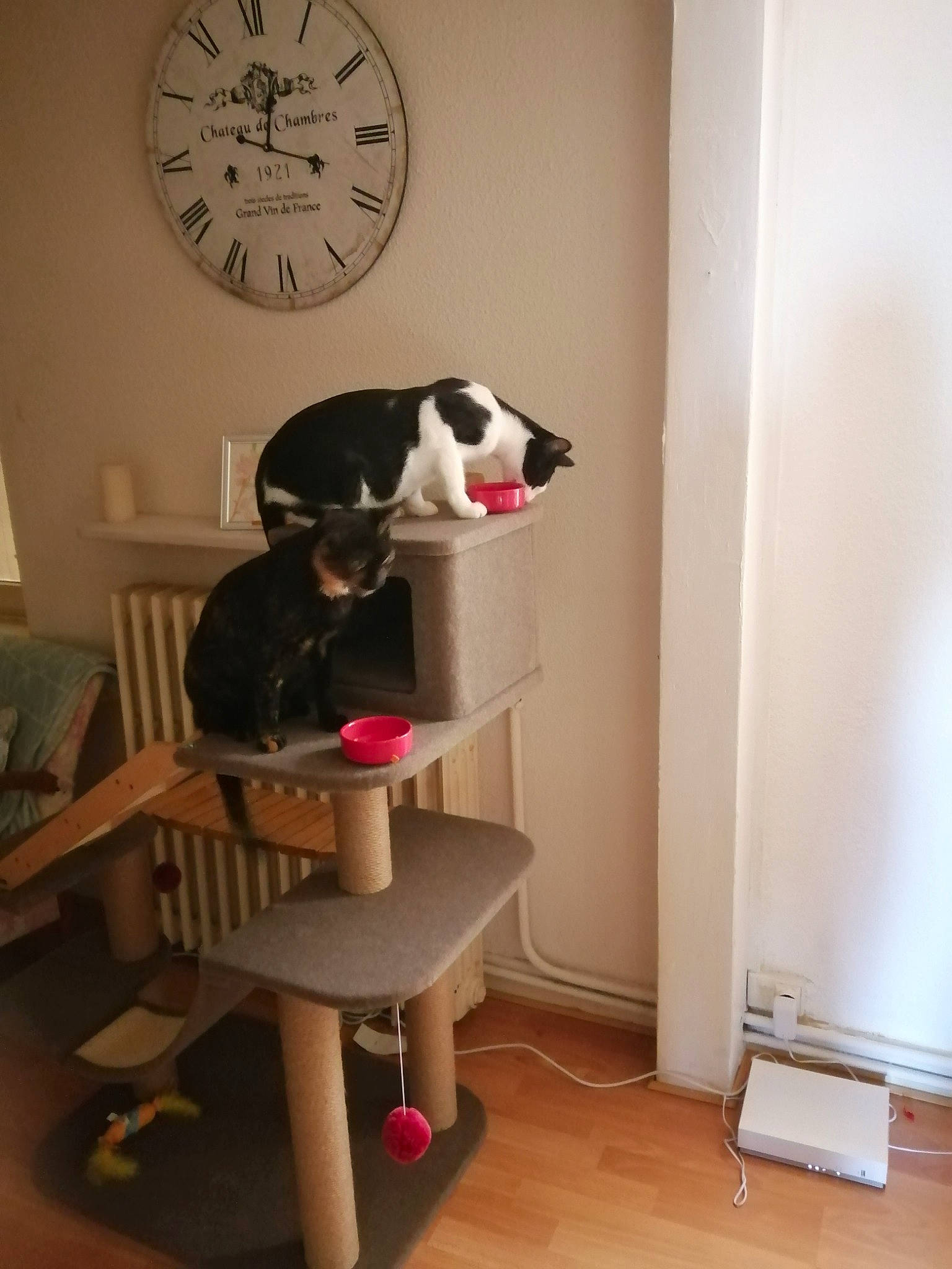 Cristal participe au concours pour gagner de l'argent avec cette photo : border_collie, boston_terrier, canidae, carnivore, furniture, room, table