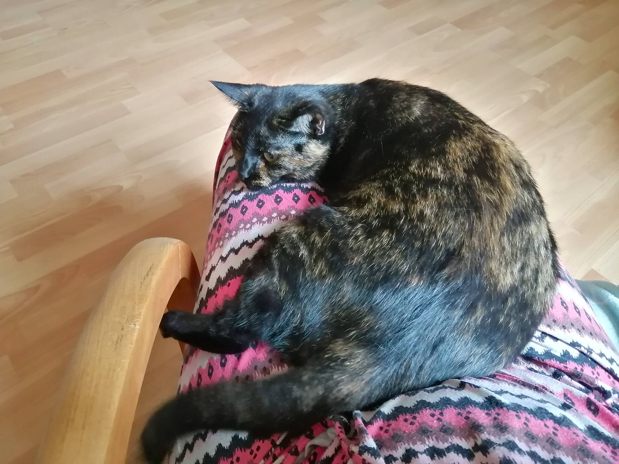 Cristal participe au concours pour gagner de l'argent avec cette photo : american_shorthair, asian, carnivore, cat, domestic_short_haired_cat, dragon_li, ear, european_shorthair, felidae, fur, nap, small_to_medium_sized_cats, snout, tabby_cat, tail, whiskers