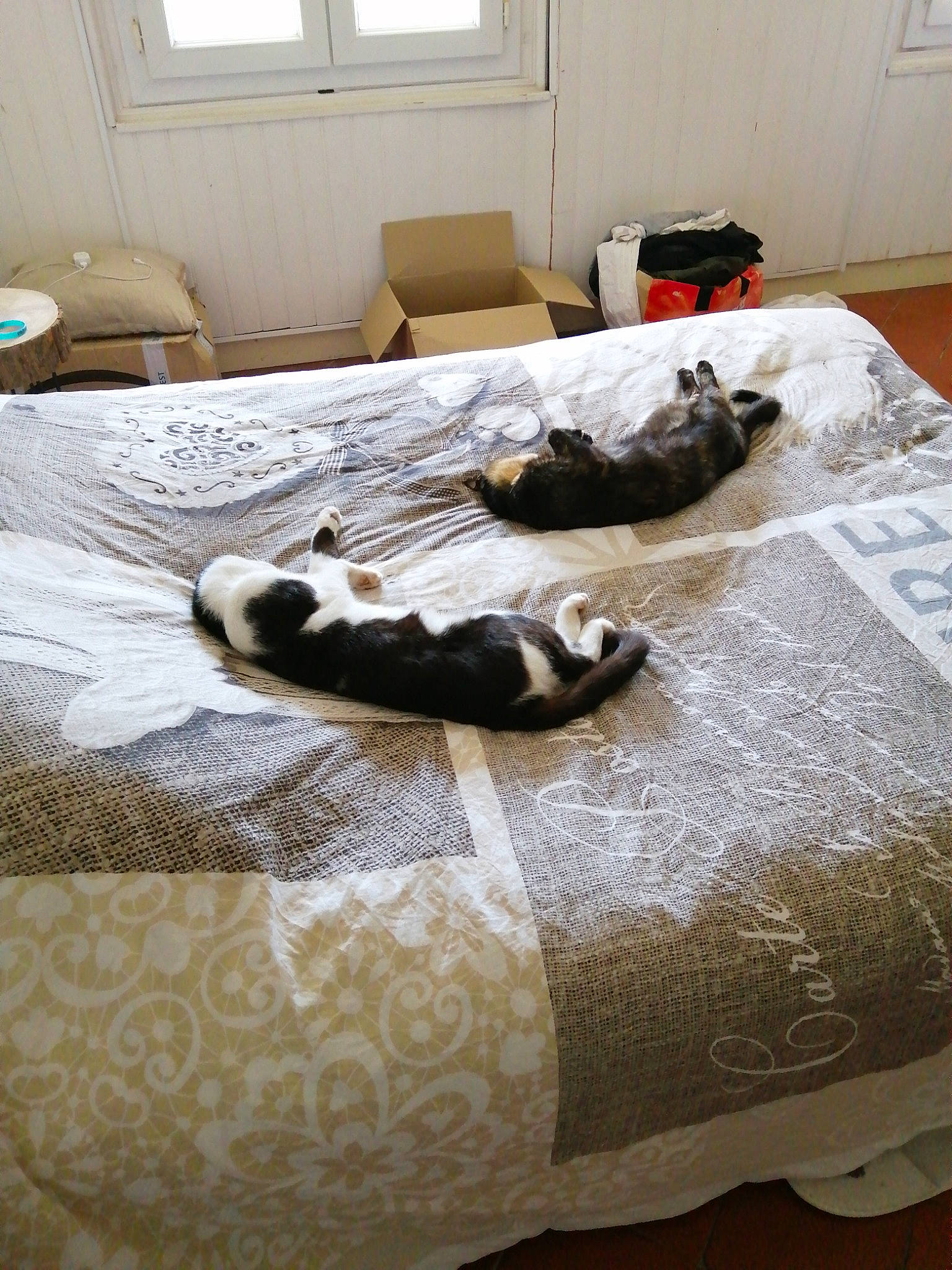 Cristal participe au concours pour gagner de l'argent avec cette photo : bed, bed_sheet, bedding, bedroom, canidae, carnivore, cat, comfort, couch, dog_bed, floor, furniture, home, interior_design, linens, living_room, nap, paw, pillow, room