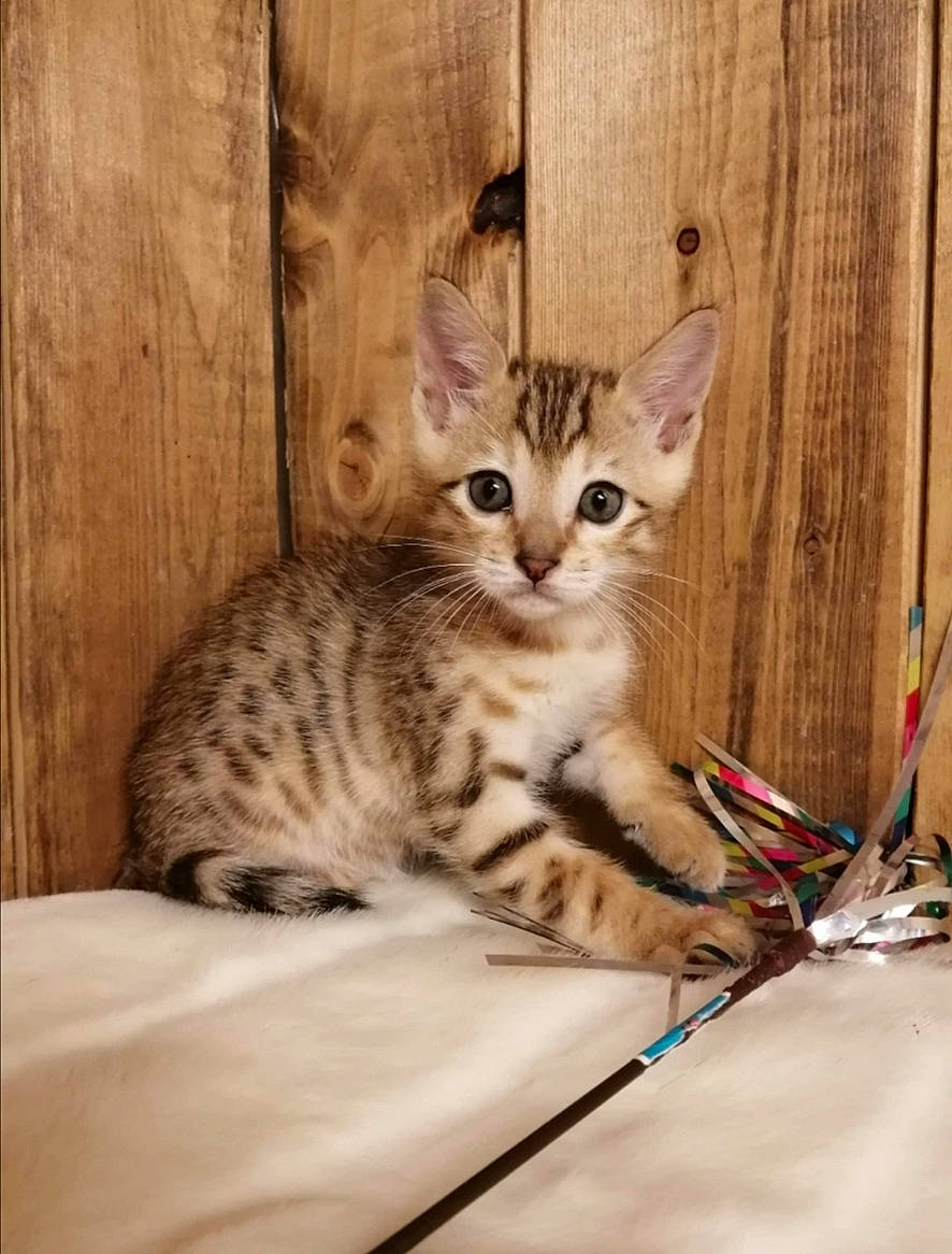 Prince a rejoint le concours — aidez-le/la à gagner de superbes lots ! american_shorthair, arabian_mau, asian, australian_mist, bengal, carnivore, cat, domestic_short_haired_cat, dragon_li, egyptian_mau, european_shorthair, felidae, kitten, mammal, ocicat, savannah, small_to_medium_sized_cats, tabby_cat, vertebrate, whiskers