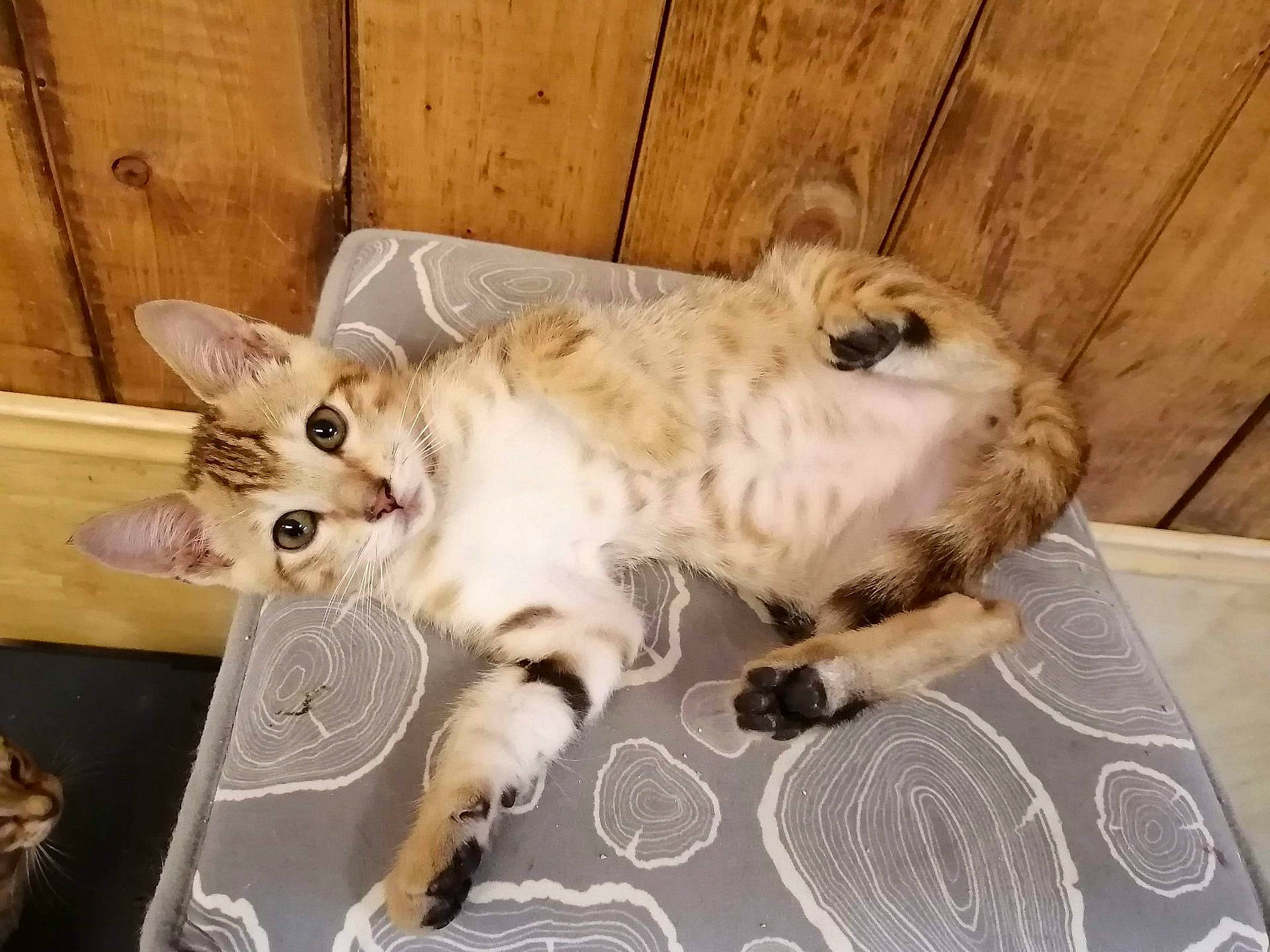 Prince participe au concours pour gagner de l'argent avec cette photo : american_curl, asian, canidae, carnivore, cat, european_shorthair, fawn, felidae, kitten, mammal, photo_caption, small_to_medium_sized_cats, tabby_cat, whiskers