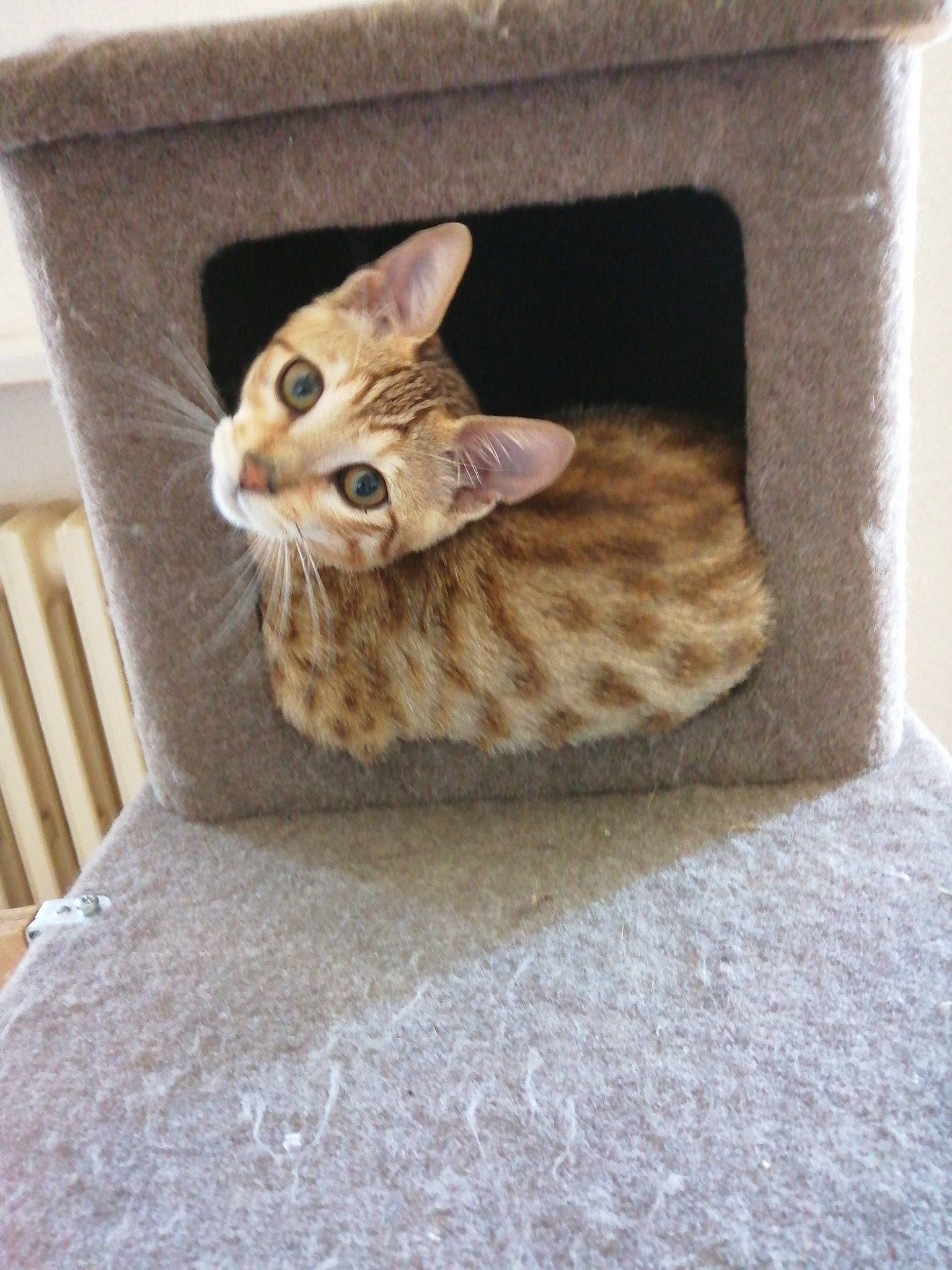 Prince participe au concours pour gagner de l'argent avec cette photo : arabian_mau, asian, australian_mist, bengal, carnivore, cat, chausie, domestic_short_haired_cat, dragon_li, egyptian_mau, european_shorthair, fawn, felidae, kitten, mammal, ocicat, savannah, small_to_medium_sized_cats, tabby_cat, whiskers