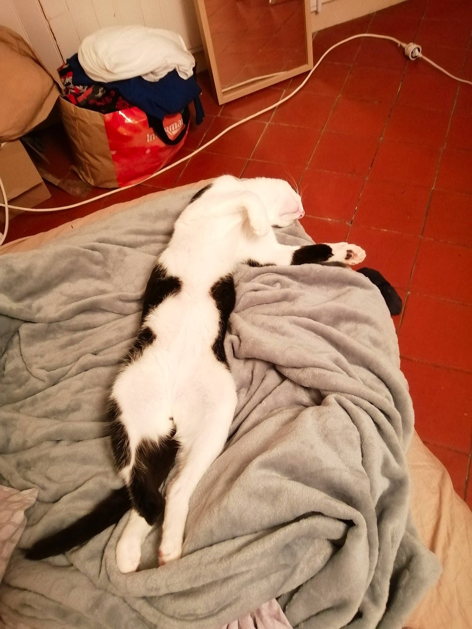 Obelix participe au concours pour gagner de l'argent avec cette photo : canidae, carnivore, companion_dog, dog, dog_breed, tail