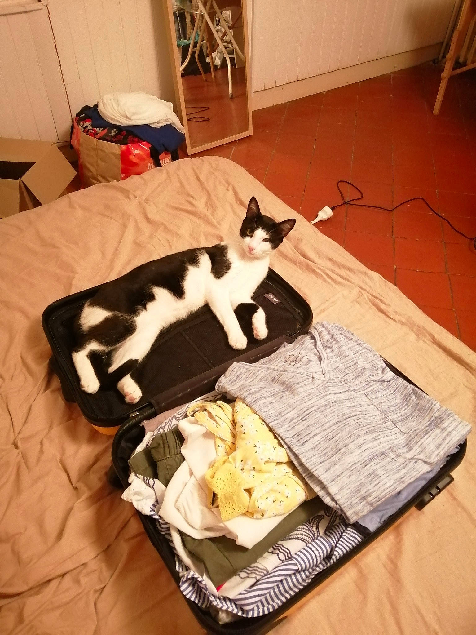 Obelix participe au concours pour gagner de l'argent avec cette photo : boston_terrier, canidae, carnivore, cat, felidae, kitten, non_sporting_group, room, small_to_medium_sized_cats, table