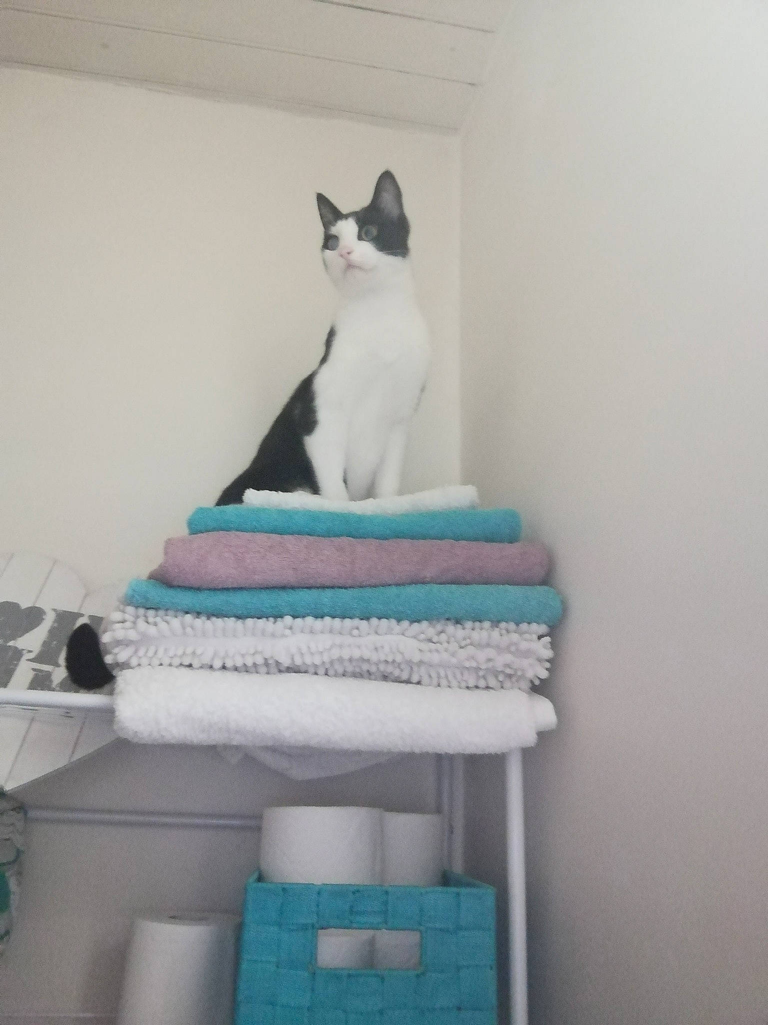 Obelix participe au concours pour gagner de l'argent avec cette photo : aegean_cat, carnivore, cat, cat_furniture, domestic_short_haired_cat, felidae, kitten, room, shelf, small_to_medium_sized_cats, stairs, tail, turquoise, whiskers