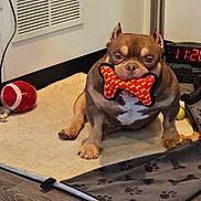 Crisp is registered to the contest to win money with this photo: animal, bone_shaped_toy, brown_dog, canine, carpet, digital_clock, dog, floor, indoor, mat, paw_print_pattern, pet, pet_bed, playful, red_toy, resting, toy, vent, wood_floor, yellow_toy