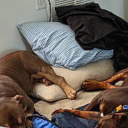 Crisp Sn Dufus is registered to the contest to win money with this photo: dogs, multiple_dogs, sleeping, resting, couch, sofa, pillows, blankets, indoor, living_room, brown_dogs, pet, canine, paws, relaxed, nap, cozy, home, furniture, group