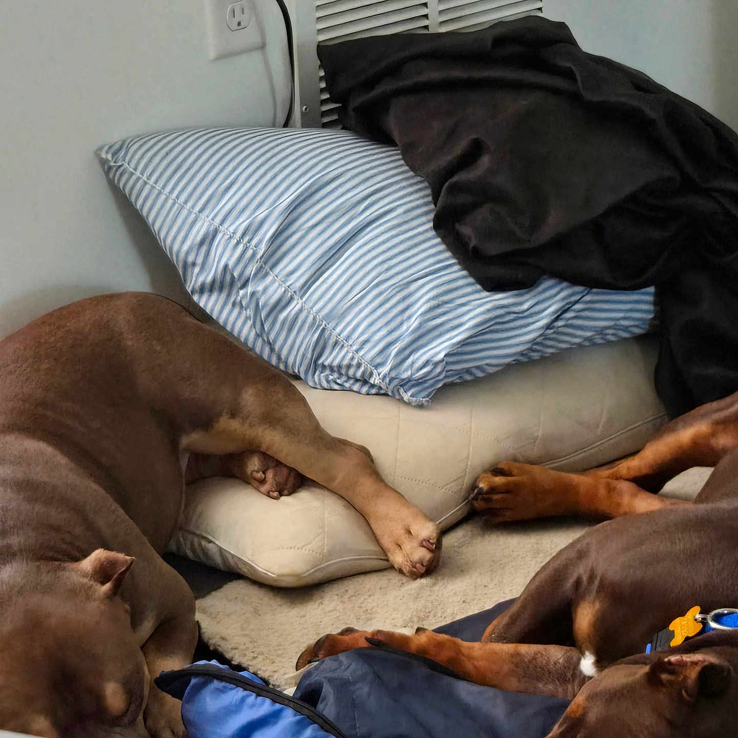 Crisp Sn Dufus is registered to the contest to win money with this photo: dogs, multiple_dogs, sleeping, resting, couch, sofa, pillows, blankets, indoor, living_room, brown_dogs, pet, canine, paws, relaxed, nap, cozy, home, furniture, group