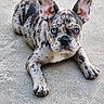 dog, puppy, french_bulldog, merle_coat, blue_eyes, ears, concrete_floor, paw, lying_down, pet, animal, canine, close_up, outdoor, young, adorable, looking_at_camera, texture, fur, muzzle