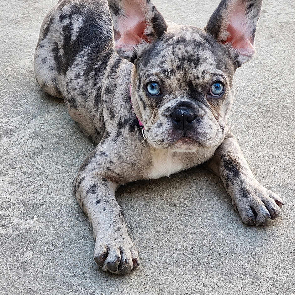 Suki participe au concours pour gagner de l'argent avec cette photo : dog, puppy, french_bulldog, merle_coat, blue_eyes, ears, concrete_floor, paw, lying_down, pet, animal, canine, close_up, outdoor, young, adorable, looking_at_camera, texture, fur, muzzle