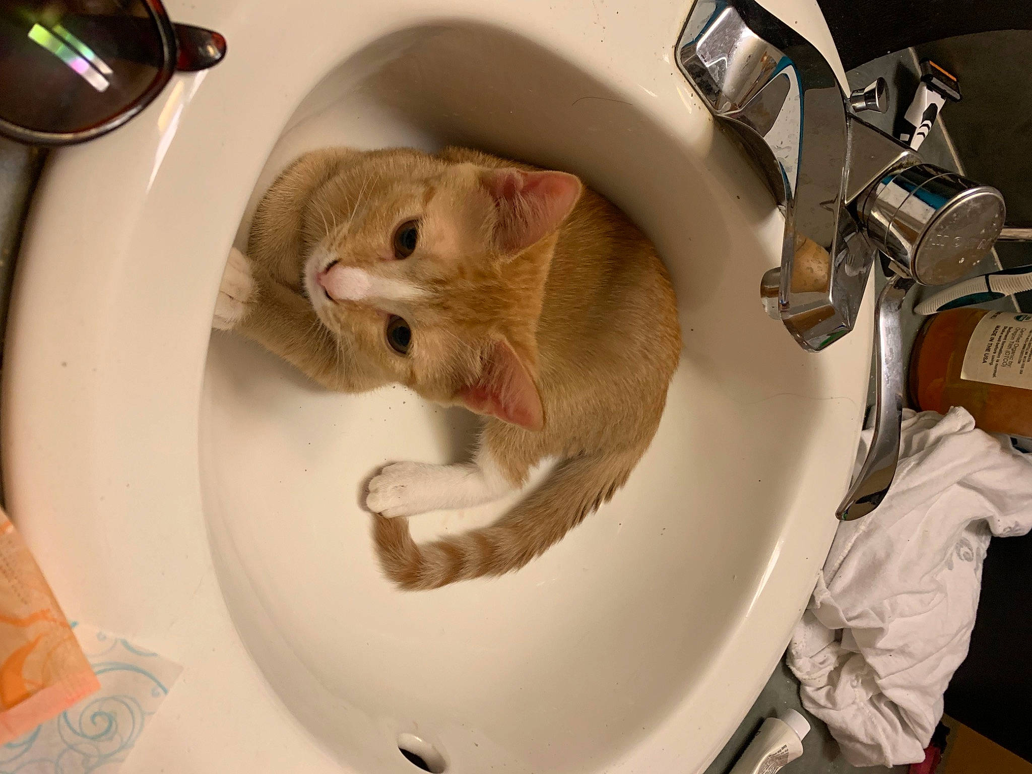 Neko joined the competition — help win amazing prizes! bag, carnivore, cat, comfort, domestic_short_haired_cat, fashion_accessory, fawn, felidae, fur, kitchen_appliance, kitchen_utensil, machine, pet_supply, plumbing_fixture, sink, small_to_medium_sized_cats, spoon, whiskers, window