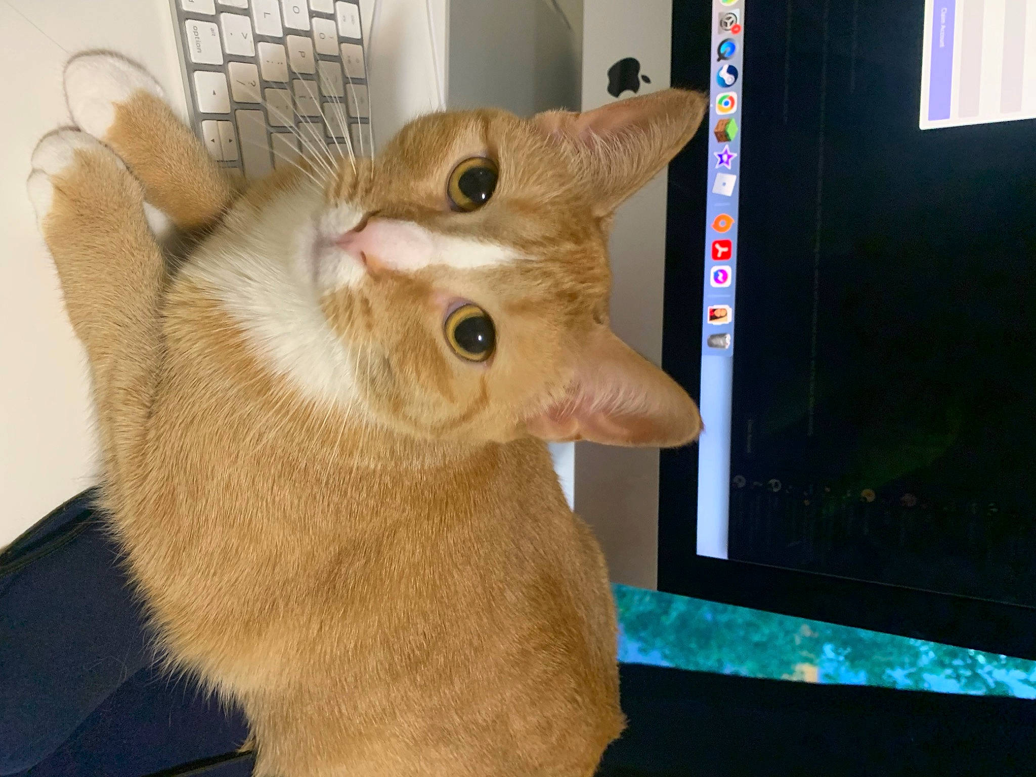 Neko is registered to the contest to win money with this photo: carnivore, cat, claw, display_device, domestic_short_haired_cat, ear, fawn, felidae, fur, gesture, paw, photo_caption, rectangle, small_to_medium_sized_cats, snout, tail, whiskers, window