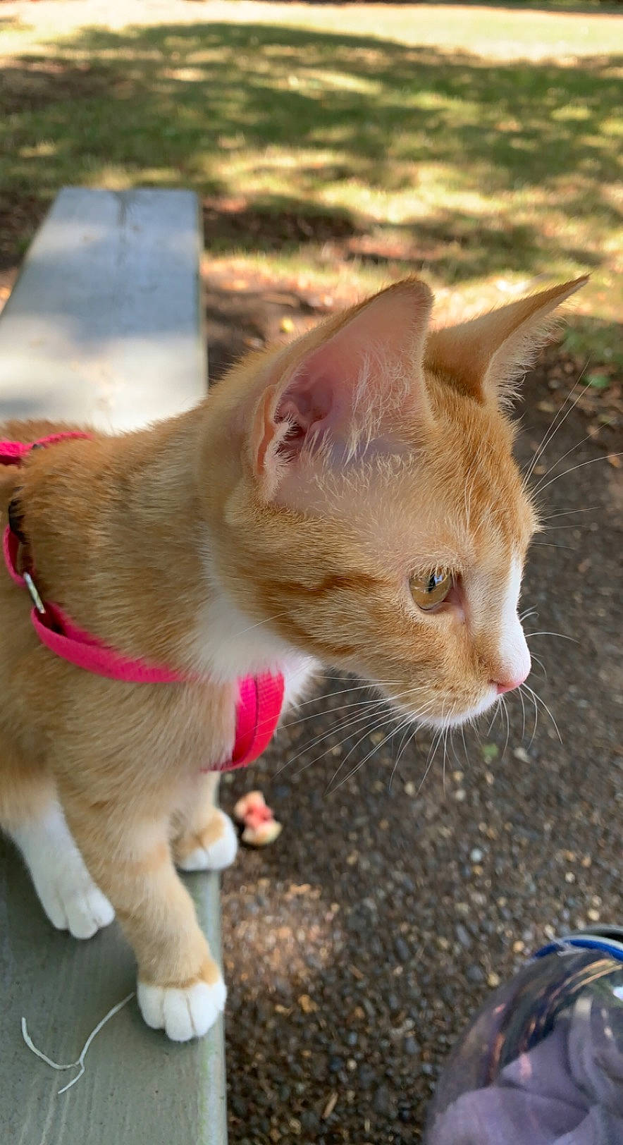 Neko joined the competition — help win amazing prizes! canidae, carnivore, cat, claw, collar, domestic_short_haired_cat, fawn, felidae, fur, grass, leash, paw, small_to_medium_sized_cats, snout, tail, terrestrial_animal, whiskers, wildlife