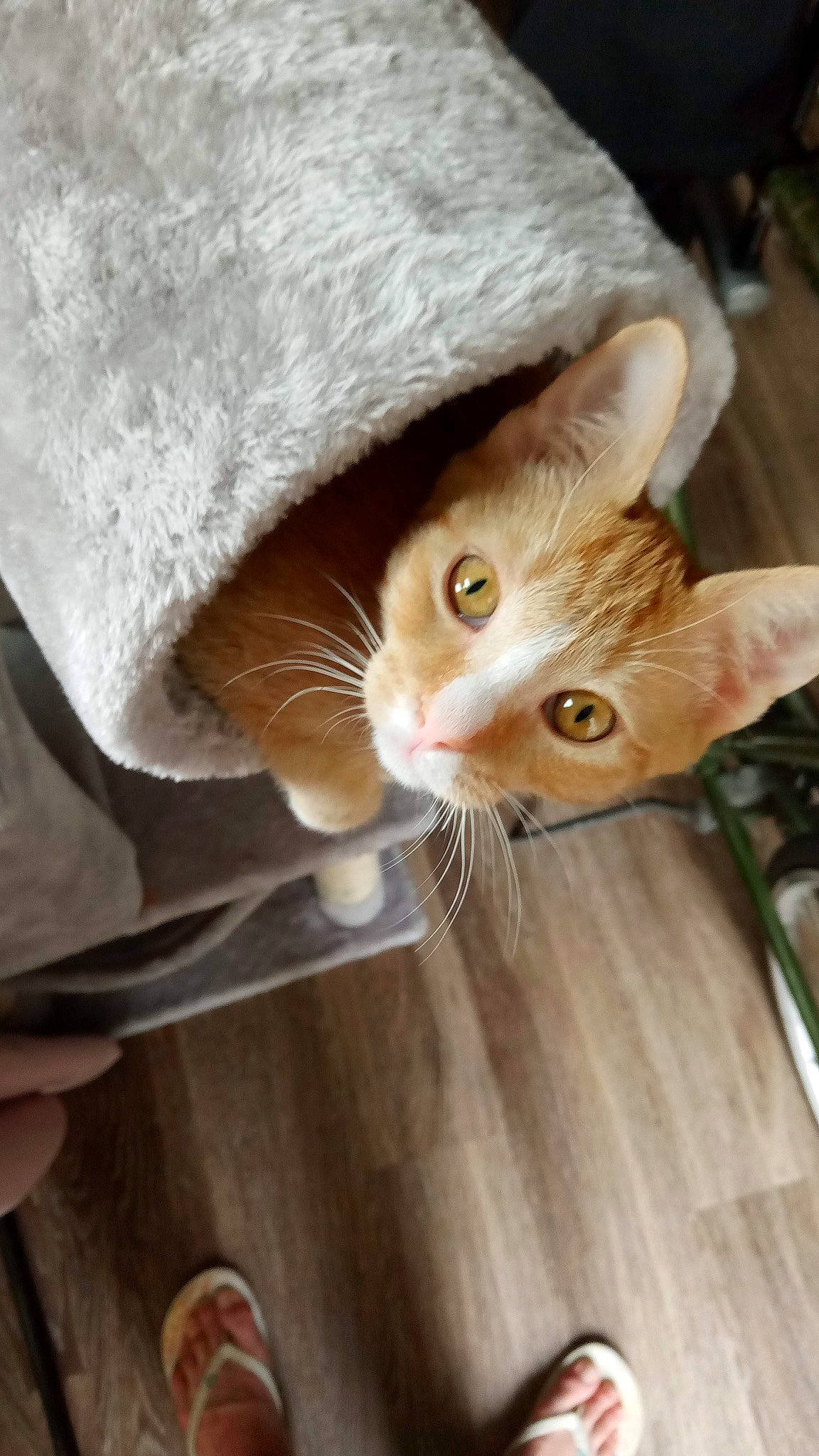 Neko joined the competition — help win amazing prizes! carnivore, cat, claw, comfort, domestic_short_haired_cat, fawn, felidae, flooring, fur, grass, hardwood, hat, paw, small_to_medium_sized_cats, snout, tail, varnish, whiskers, wood, wood_flooring