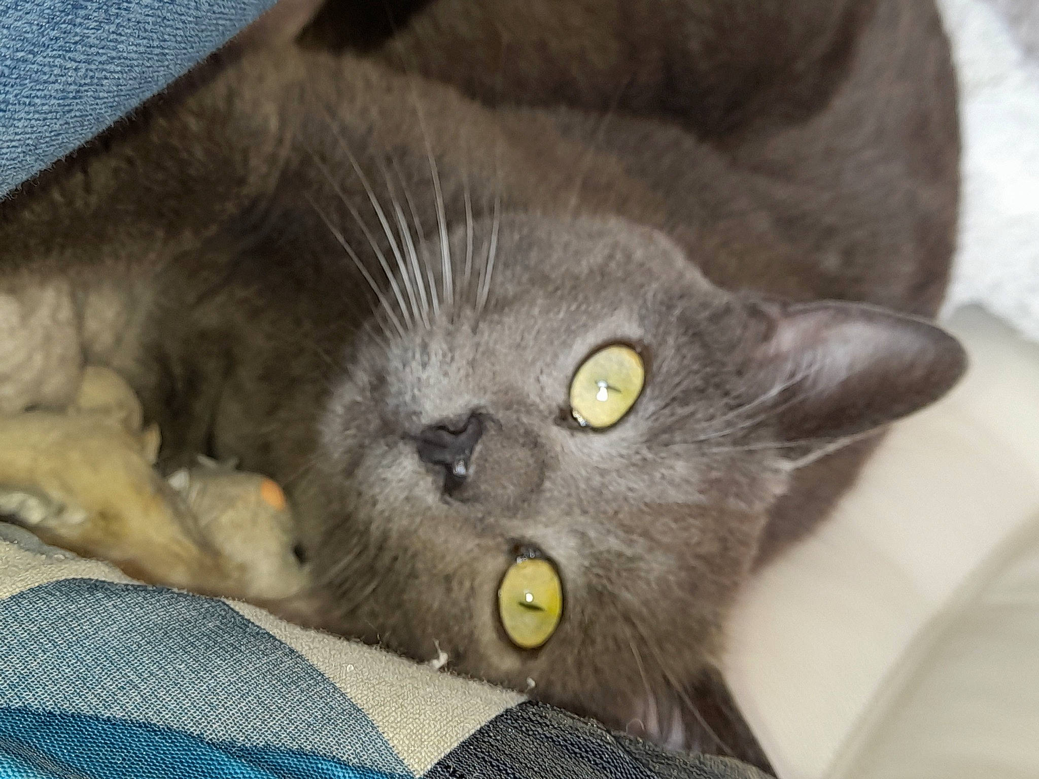 Polochon a rejoint le concours — aidez-le/la à gagner de superbes lots ! black_cat, carnivore, cat, claw, domestic_short_haired_cat, felidae, fur, grey, havana_brown, russian_blue, small_to_medium_sized_cats, snout, whiskers