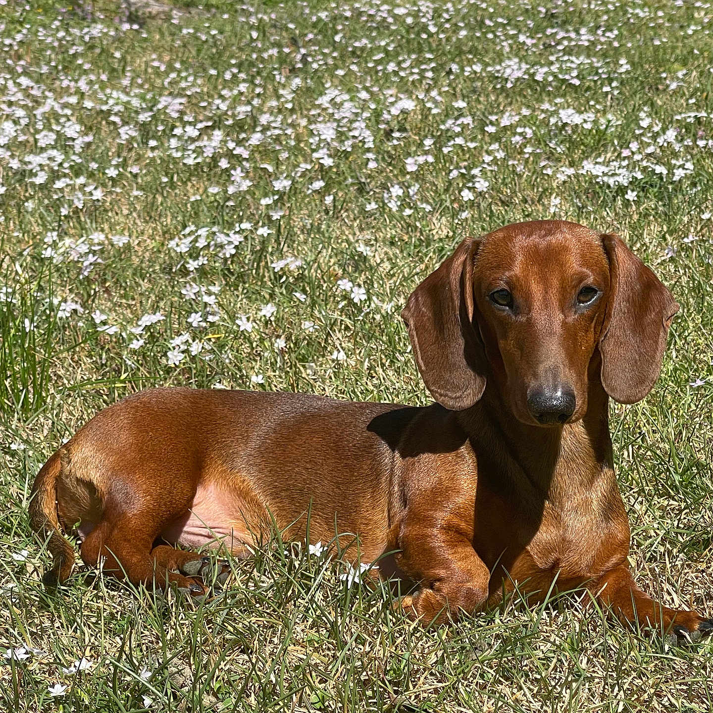 Woody is registered to the contest to win money with this photo: animal, brown_coat, canine, cute, dachshund, dog, ears, flowers, grass, lying_down, muzzle, nature, outdoor, pet, portrait, relaxed, small_dog, snout, summer, sunlight