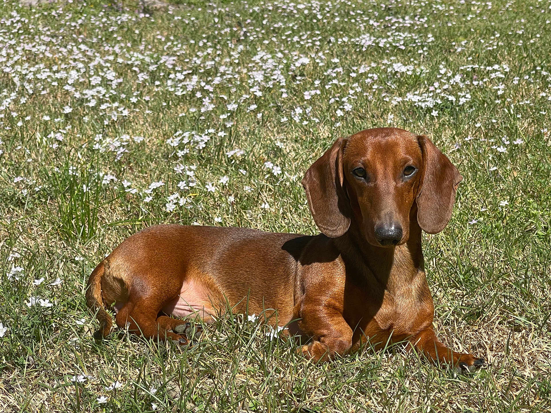 Woody is registered to the contest to win money with this photo: dog, dachshund, grass, flowers, outdoor, sunlight, pet, animal, brown_coat, lying_down, nature, summer, canine, ears, muzzle, snout, relaxed, cute, small_dog, portrait