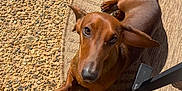 Woody joined the competition — help win amazing prizes! dachshund, dog, pet, outdoor, sunlight, ear_flop, brown_fur, looking_up, curious, small_dog, textured_rug, pebble_surface, shadow, paw, animal, canine, companion, resting, summer, closeup