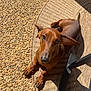dachshund, dog, pet, outdoor, sunlight, ear_flop, brown_fur, looking_up, curious, small_dog, textured_rug, pebble_surface, shadow, paw, animal, canine, companion, resting, summer, closeup