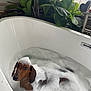 Woody is registered to the contest to win money with this photo: dog, dachshund, bathtub, bubbles, foam, pet, bath, water, plant, leaf, window, home, indoor, relaxation, cute, animal, canine, ears, face, fur