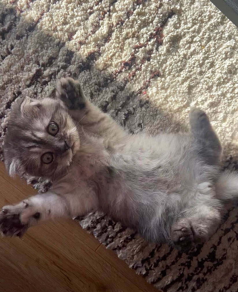 Tipunch participe au concours pour gagner de l'argent avec cette photo : canidae, carnivore, cat, claw, comfort, companion_dog, dog_breed, fawn, felidae, foot, fur, grey, hardwood, paw, small_to_medium_sized_cats, snout, tail, terrestrial_animal, whiskers, wood