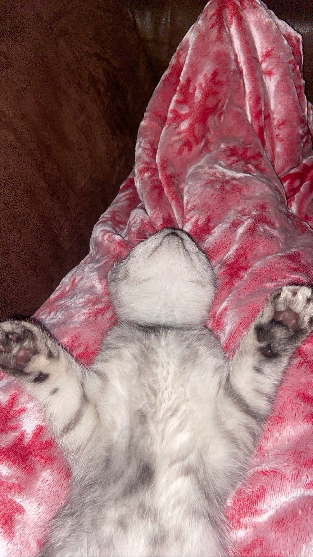 Tipunch a rejoint le concours — aidez-le/la à gagner de superbes lots ! art, carmine, carnivore, cat, claw, felidae, flesh, fur, fur_clothing, liver, magenta, painting, pattern, paw, peach, pink, small_to_medium_sized_cats, snout, tail, whiskers