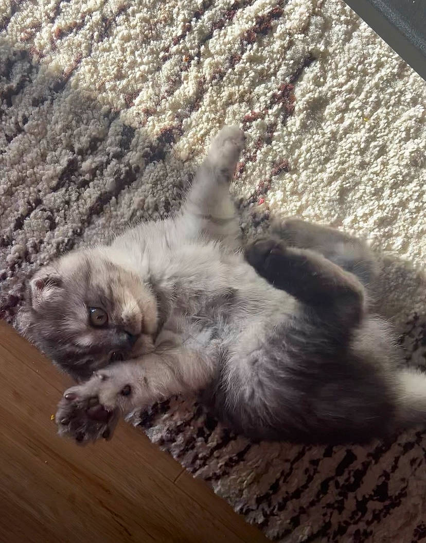 Tipunch a rejoint le concours — aidez-le/la à gagner de superbes lots ! canidae, carnivore, cat, claw, comfort, companion_dog, dog_breed, domestic_short_haired_cat, fawn, felidae, fur, grey, hardwood, paw, small_to_medium_sized_cats, sporting_group, tail, terrestrial_animal, whiskers, wood