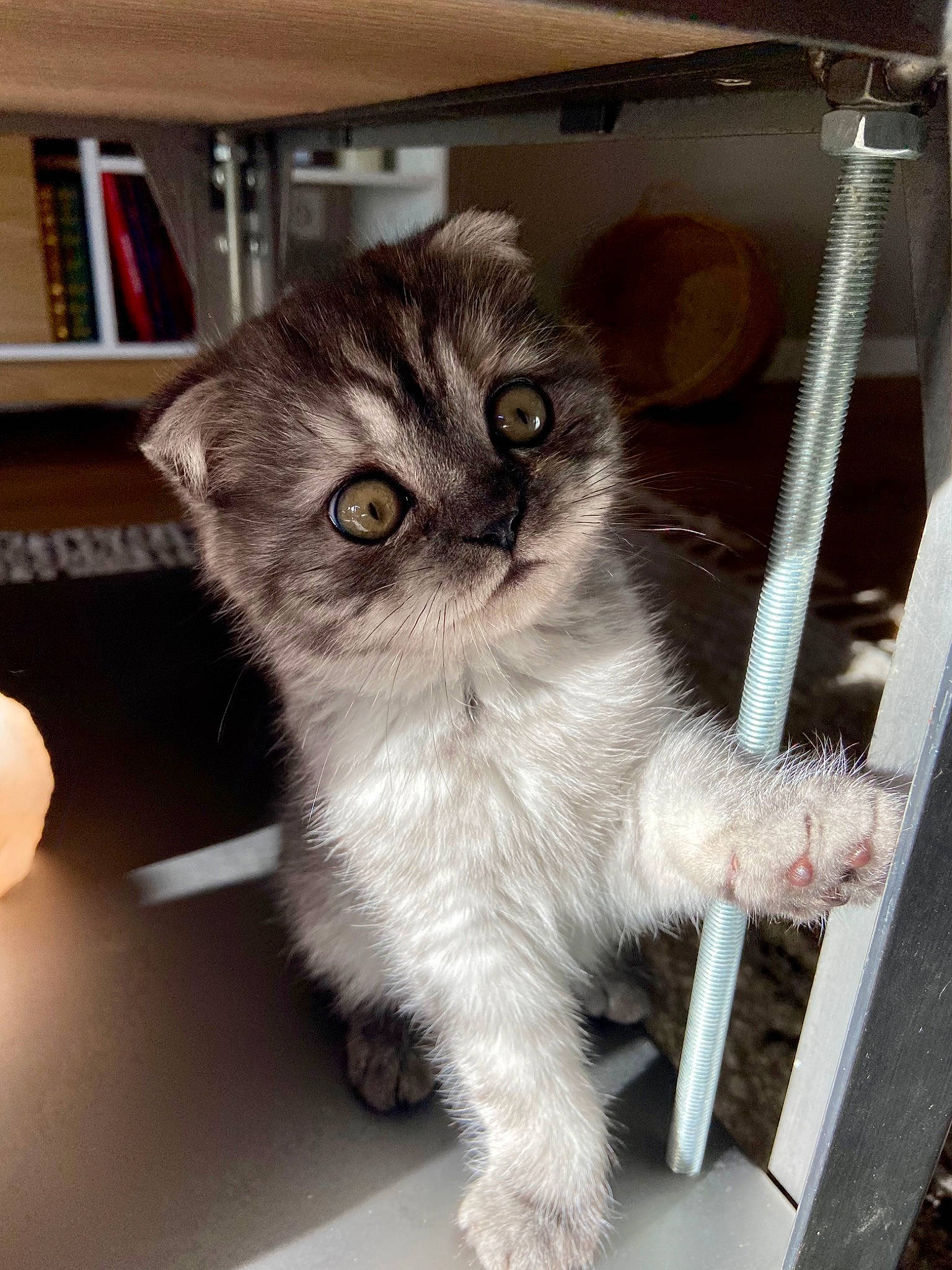 Tipunch participe au concours pour gagner de l'argent avec cette photo : bookcase, carnivore, cat, chair, claw, comfort, companion_dog, domestic_short_haired_cat, eye, fawn, felidae, flooring, fur, paw, publication, shelf, small_to_medium_sized_cats, snout, tail, whiskers