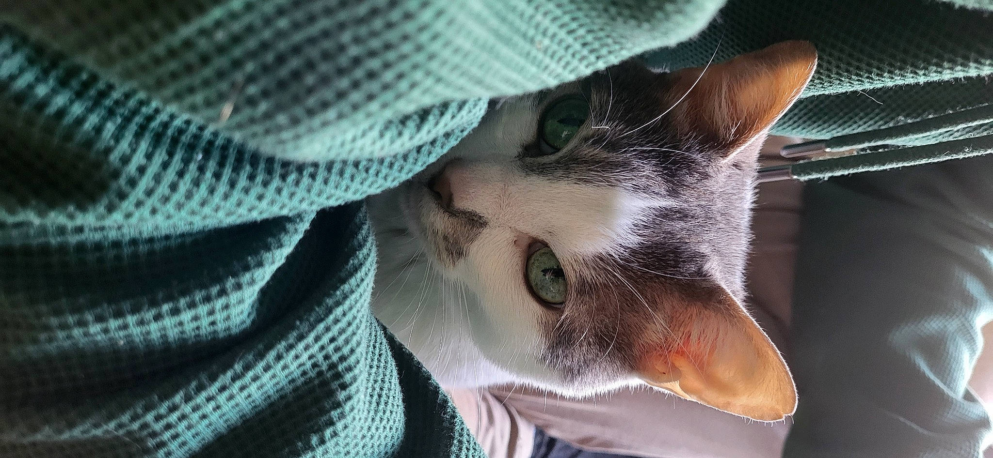 Chouchou participe au concours pour gagner de l'argent avec cette photo : cap, carnivore, cat, close_up, comfort, domestic_short_haired_cat, eyelash, eyewear, fashion_accessory, fawn, fedora, felidae, fur, hat, pattern, small_to_medium_sized_cats, snout, sun_hat, sunglasses, whiskers