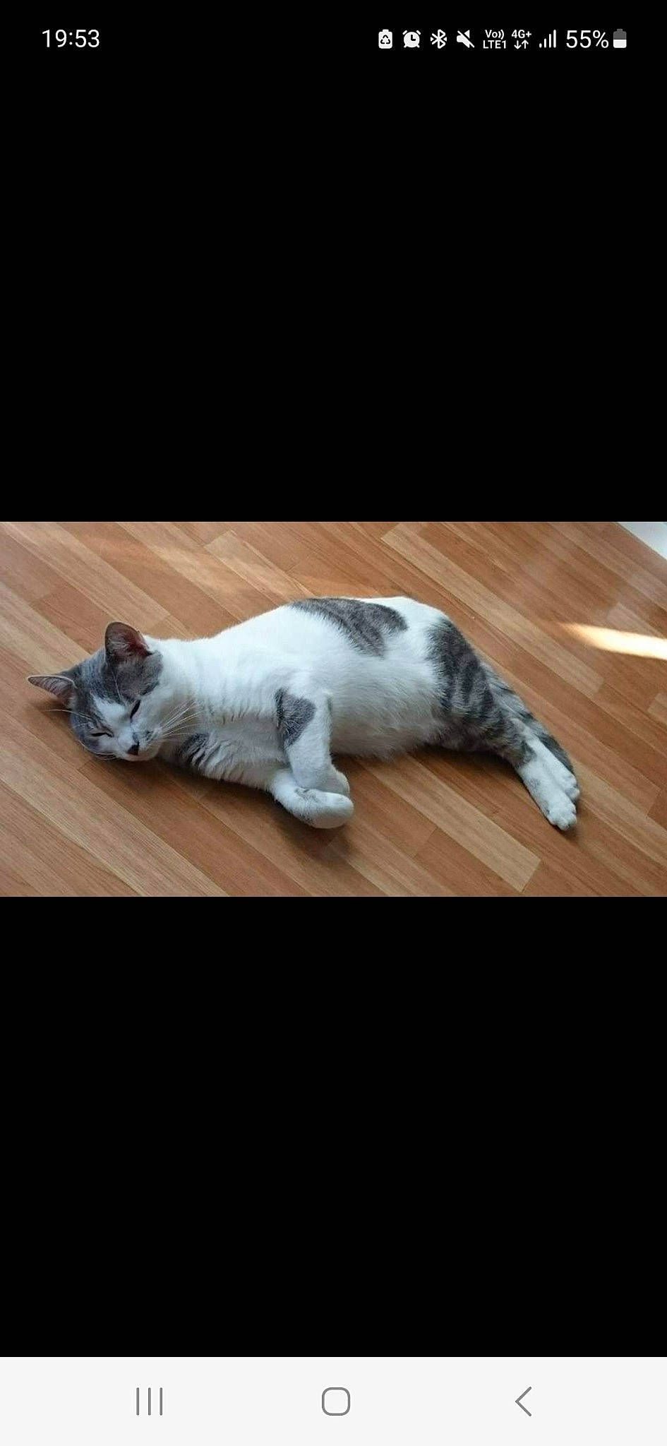 Chouchou participe au concours pour gagner de l'argent avec cette photo : canidae, carnivore, cat, comfort, companion_dog, dog_breed, domestic_short_haired_cat, fawn, felidae, flooring, grey, hardwood, paw, sky, small_to_medium_sized_cats, snout, sporting_group, tail, whiskers, wood