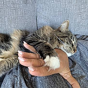 Sparkles is registered to the contest to win money with this photo: cat, claw, close_up, comfort, couch, cozy, domestic_animal, feline, fur, gray_fabric, hand, human, indoor, nail, paw, pet, relaxation, resting, sleeping, tabby