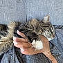 cat, claw, close_up, comfort, couch, cozy, domestic_animal, feline, fur, gray_fabric, hand, human, indoor, nail, paw, pet, relaxation, resting, sleeping, tabby