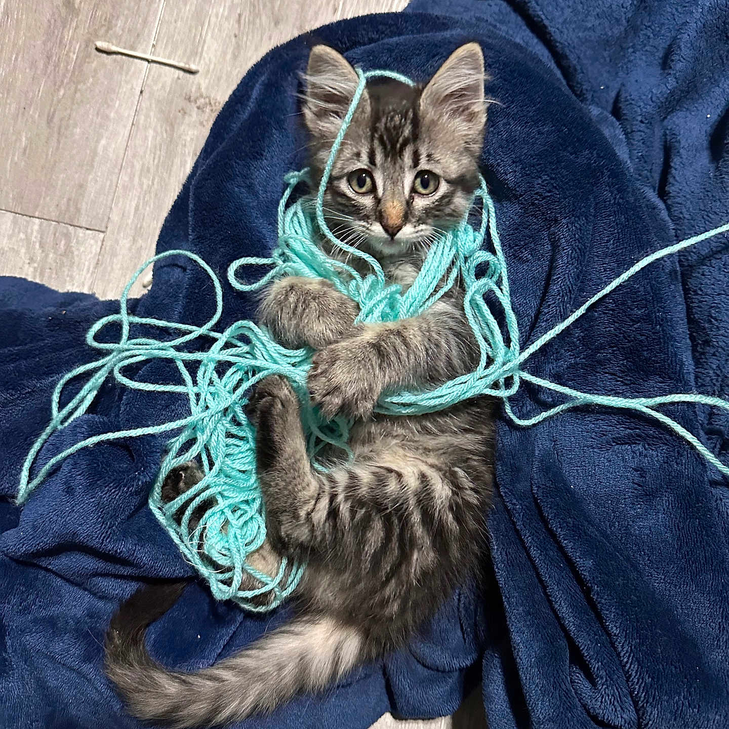 Chunky joined the competition — help win amazing prizes! animal, blue_blanket, cat, cute, domestic_cat, floor, fur, gray, indoor, kitten, looking_at_camera, paws, pet, playful, small_animal, striped, tail, tangled, whiskers, yarn