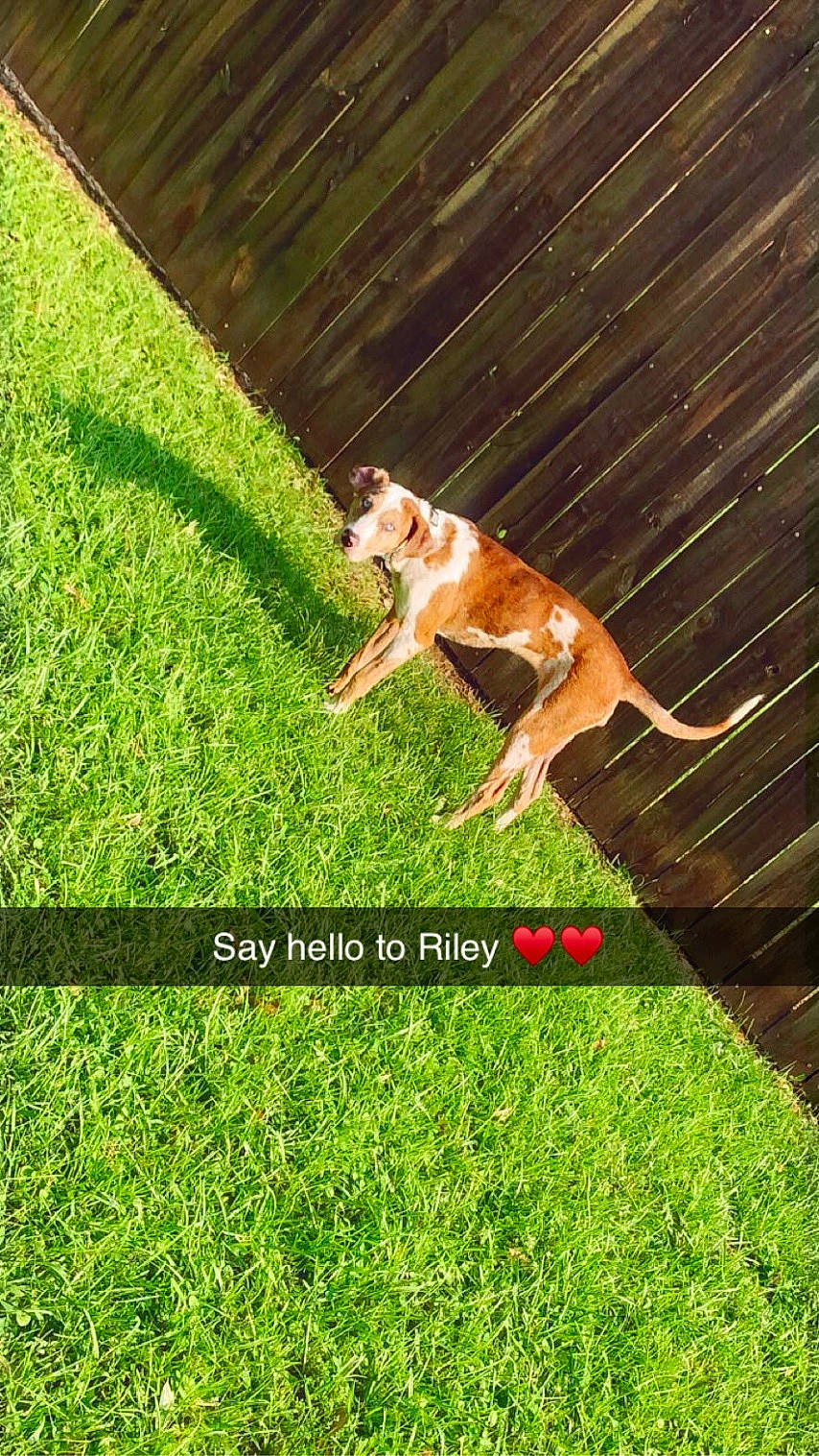 Riley Marie joined the competition — help win amazing prizes! art, canidae, carnivore, companion_dog, dog, dog_breed, fawn, grass, grass_family, grassland, groundcover, lawn, pasture, plant, sporting_group, tail, terrestrial_animal, terrestrial_plant, wildlife, wood