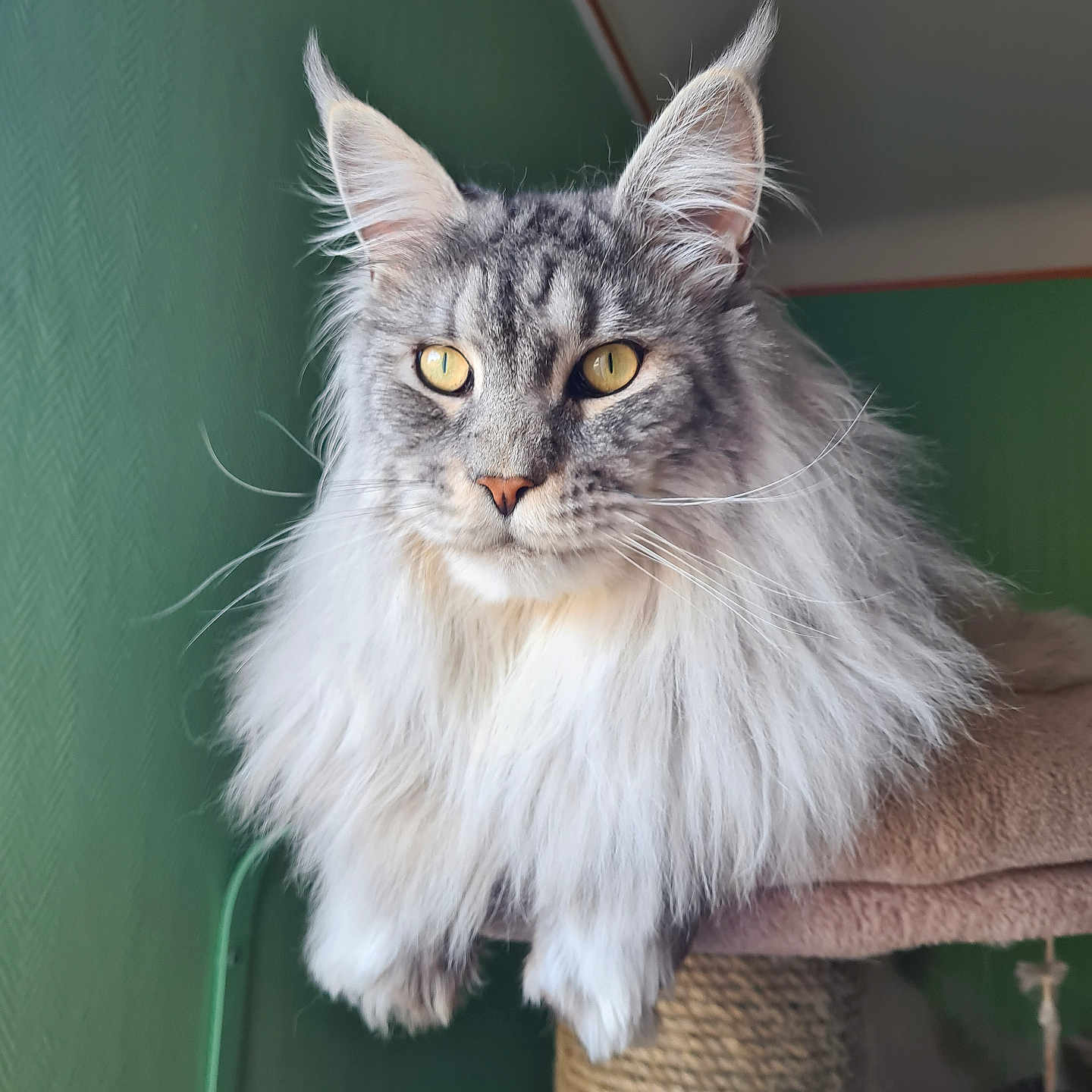 Silver a rejoint le concours — aidez-le/la à gagner de superbes lots ! abyssinian, angora, animal, armchair, cat, chair, couch, furniture, kitten, manx, pet, siamese, wood