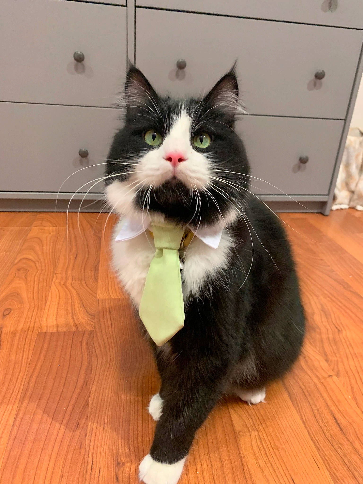 Carter is registered to the contest to win money with this photo: cabinetry, carnivore, cat, domestic_short_haired_cat, felidae, floor, flooring, formal_wear, fur, hardwood, laminate_flooring, plank, small_to_medium_sized_cats, snout, tail, varnish, whiskers, wood, wood_flooring, wood_stain