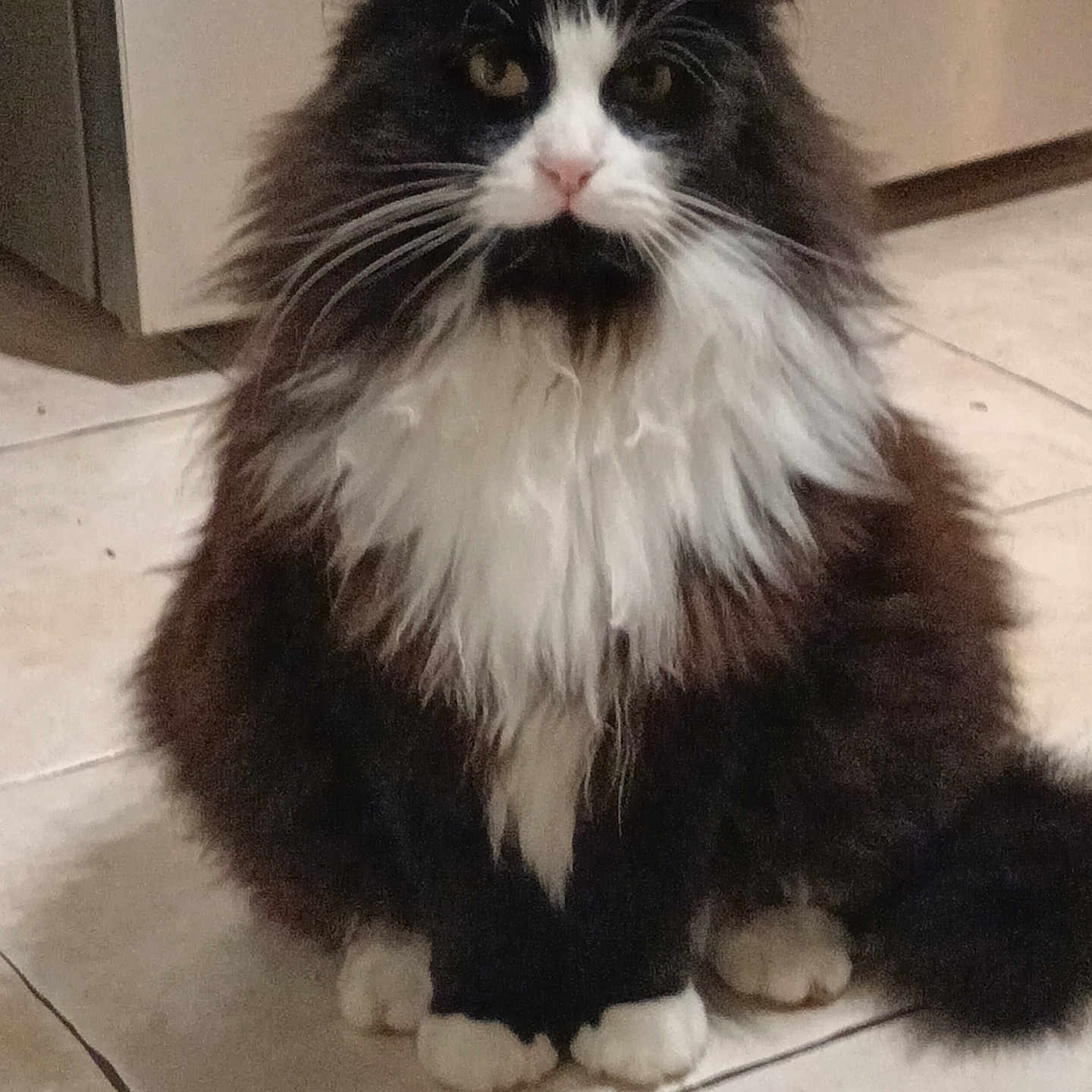 Pixy