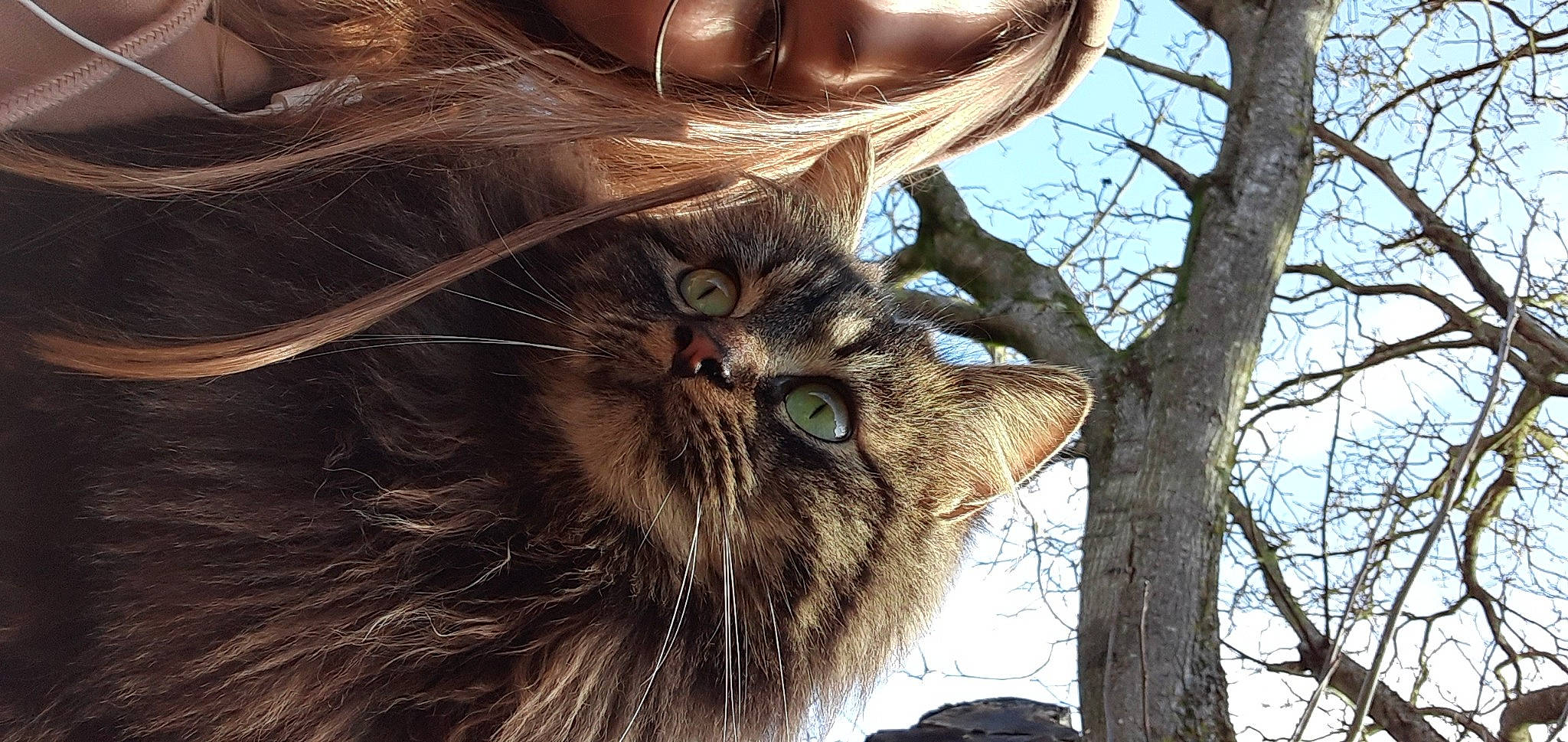 Zorra participe au concours pour gagner de l'argent avec cette photo : carnivore, cat, domestic_short_haired_cat, eyewear, fawn, felidae, fur, liver, sky, small_to_medium_sized_cats, snout, sunglasses, terrestrial_animal, tree, trunk, twig, whiskers, wildlife, winter, wood