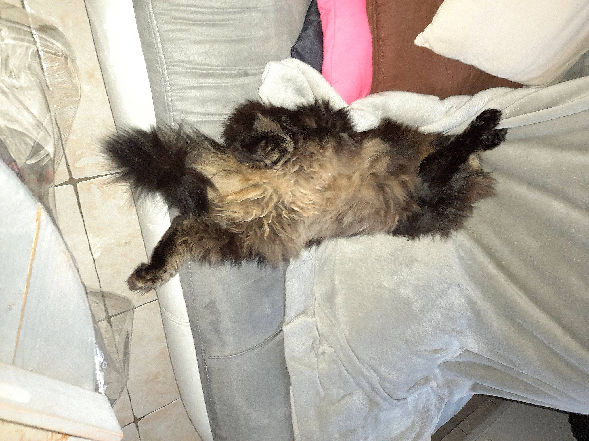 Zorra a rejoint le concours — aidez-le/la à gagner de superbes lots ! canidae, carnivore, cat, cat_bed, claw, comfort, companion_dog, dog_breed, duvet, felidae, fur, linens, nap, paw, small_to_medium_sized_cats, sporting_group, tail, terrestrial_animal, terrier, whiskers