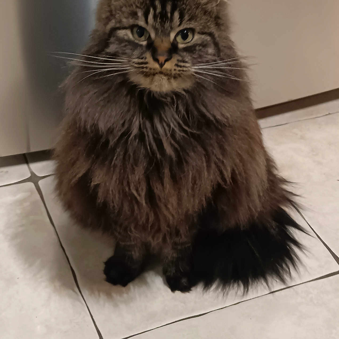 Zorra