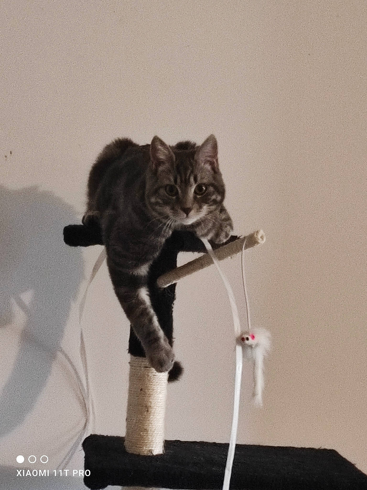 Simba participe au concours pour gagner de l'argent avec cette photo : audio_equipment, carnivore, cat, claw, domestic_short_haired_cat, fawn, felidae, fur, grey, microphone, microphone_stand, paw, plant, room, shadow, sitting, small_to_medium_sized_cats, snout, tail, whiskers