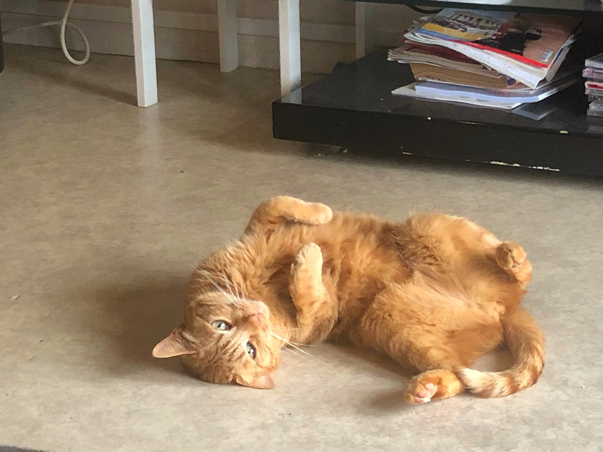 Tigrou a rejoint le concours — aidez-le/la à gagner de superbes lots ! big_cats, canidae, carnivore, claw, companion_dog, dog_breed, fawn, felidae, floor, flooring, fur, hardwood, lion, liver, masai_lion, paw, small_to_medium_sized_cats, sporting_group, terrestrial_animal, whiskers