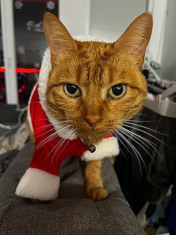 Tigrou a rejoint le concours — aidez-le/la à gagner de superbes lots ! carnivore, cat, claw, domestic_short_haired_cat, eye, fawn, felidae, foot, fur, head, human_leg, iris, paw, pet_supply, small_to_medium_sized_cats, snout, tail, terrestrial_animal, vertebrate, whiskers